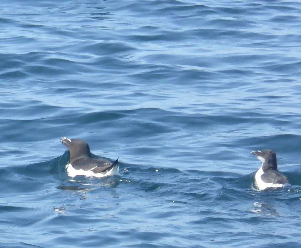 Ireland -  - Lots of bird life too.