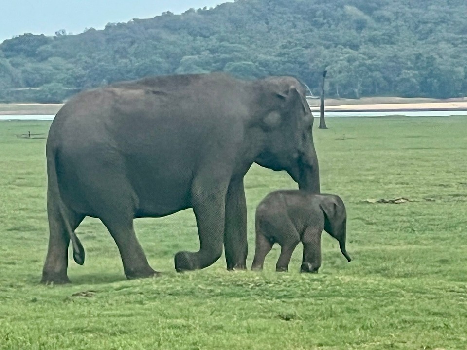 Sri Lanka -  - 