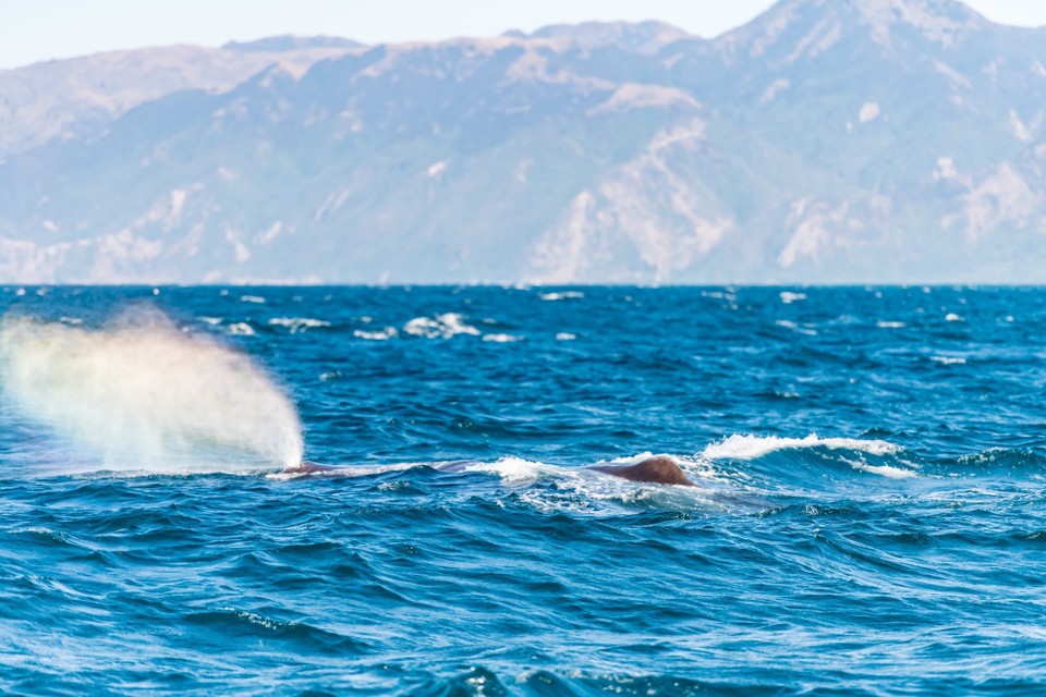 Neuseeland - Kaikoura Central - 