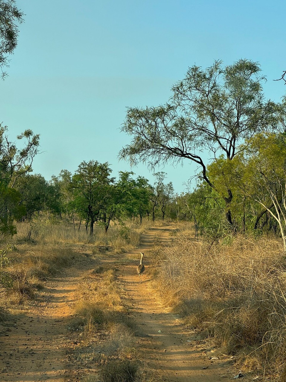 Australien - Limmen - Fuassgänger hets wenig, Auto gär kai!