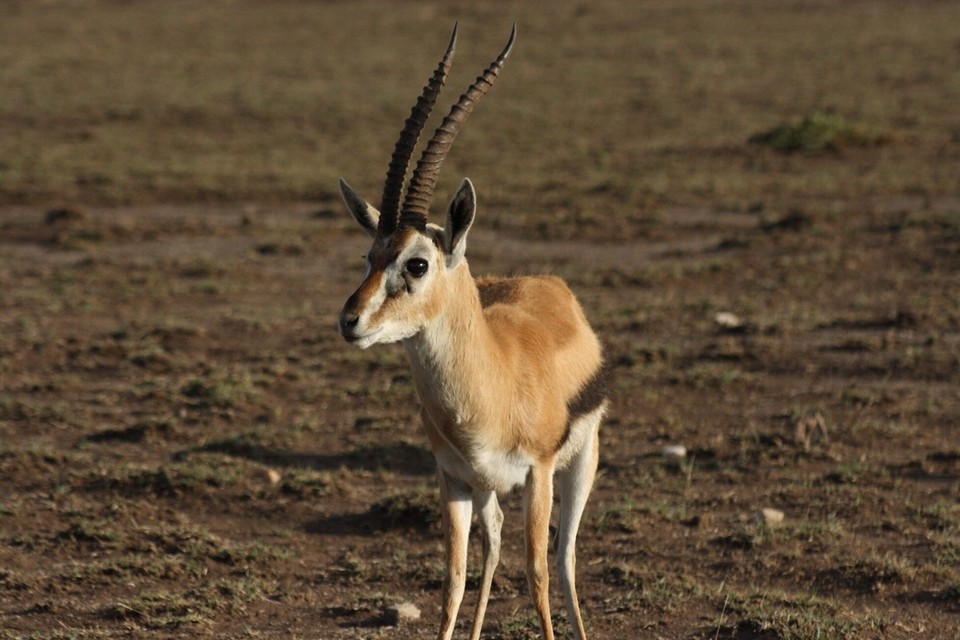 Kenia - Kajiado - 