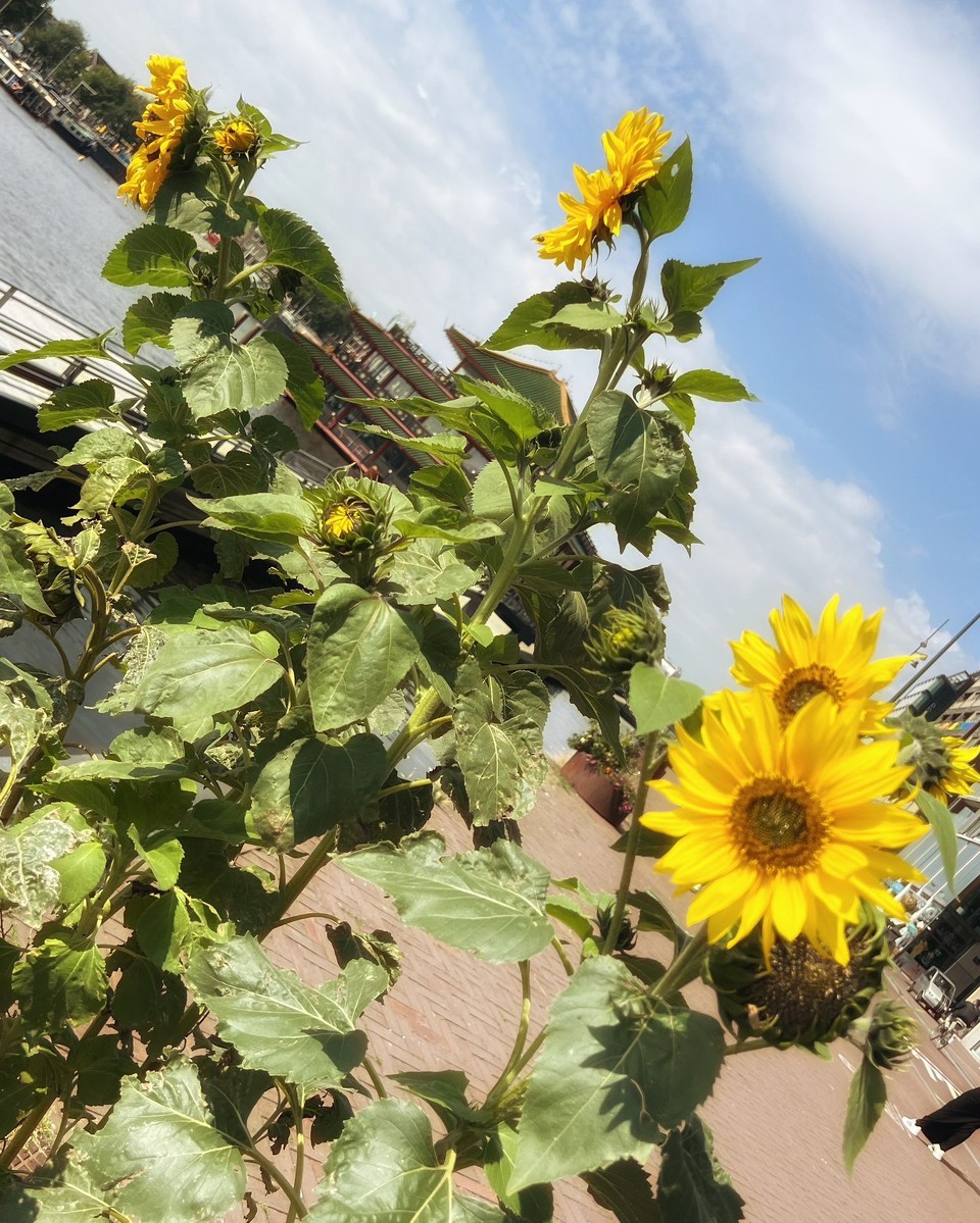 Niederlande - Amsterdam - 