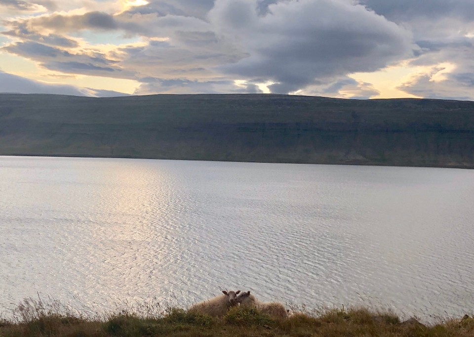 Island - Vesturbyggð - Und so süss... Die Schafe leben hier im Sommer wirklich toll... Tatsächlich ist es nun erst 20:30 Uhr und wir sind schon um einen kleinen Ast des Arnarfjörður herum 😂😬 Dort auf der anderen Seite waren wir vor einer Viertelstunde...