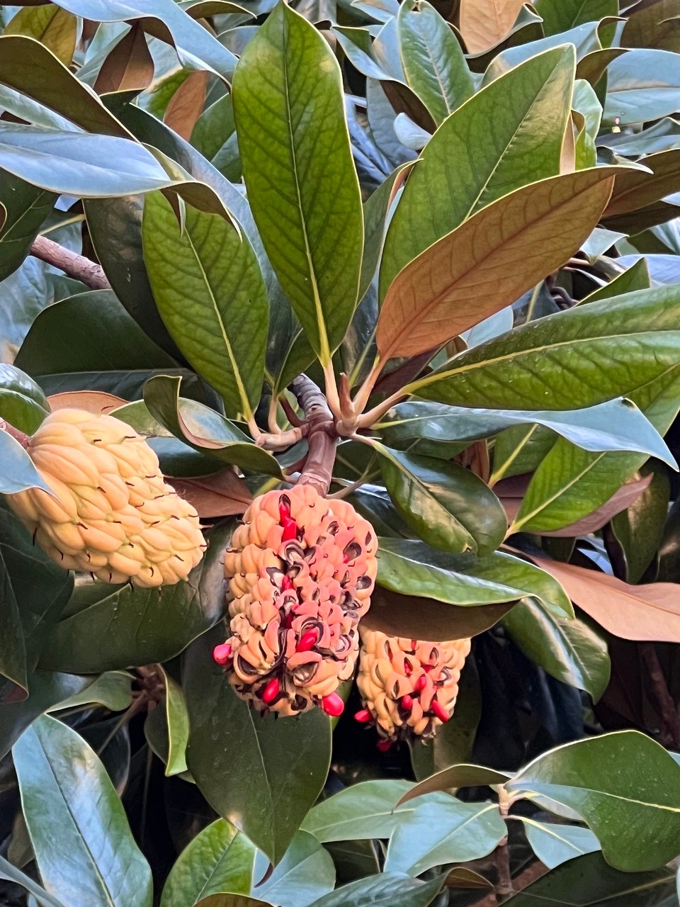 Italien - Parma - Beim Spaziergang durch die Altstadt von Parma haben wir diese immergrüne Magnolie gesehen. Eine wie ich finde interessante Blüte und/oder Frucht😳🤓