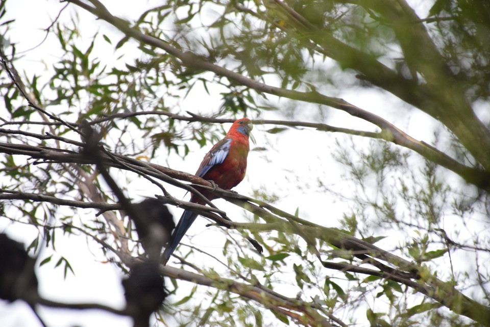 Australien - Wentworth Falls - Kleine rote Papageien hoch oben in den Bäumen