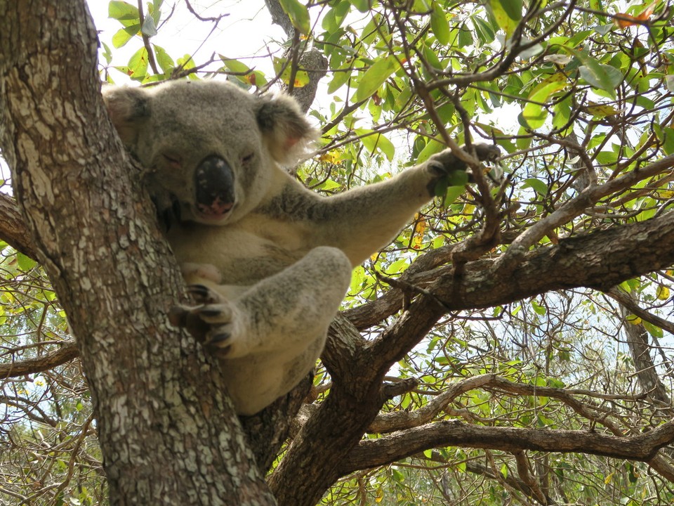 Australia - Magnetic Island - 