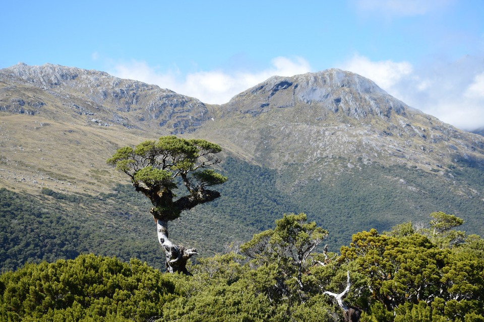 Neuseeland - Milford Sound - 