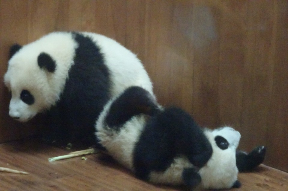 China - Chengdu - 