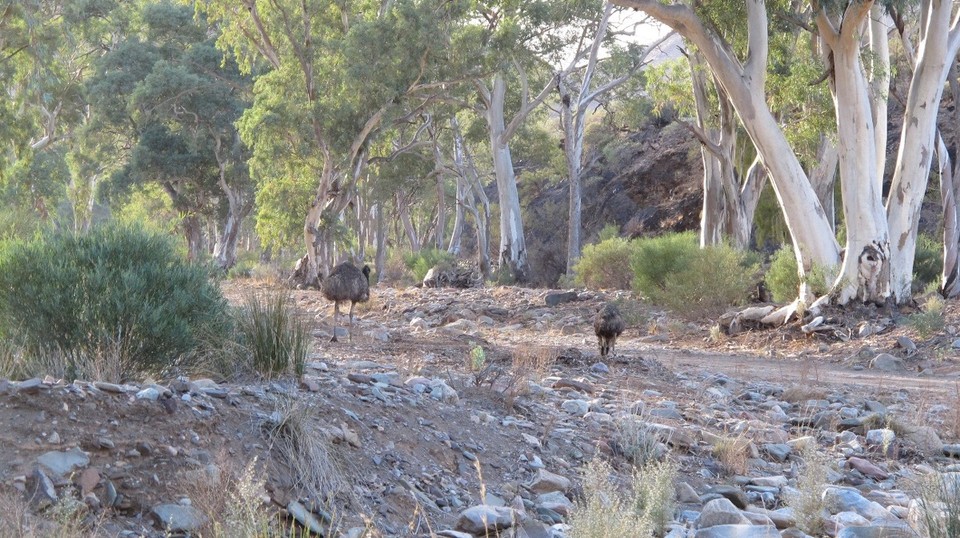 Australia - unbekannt - 