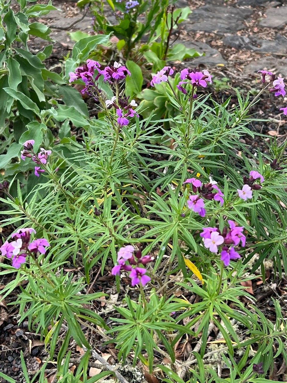 Spanien - San Sebastián de La Gomera - 