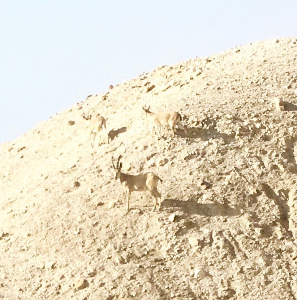 Israel - Qumran - 