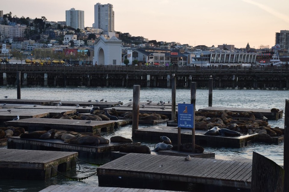 USA - San Francisco - Im Hafen von San Francisco hat sich eine Seelöwenkolonie angesiedelt