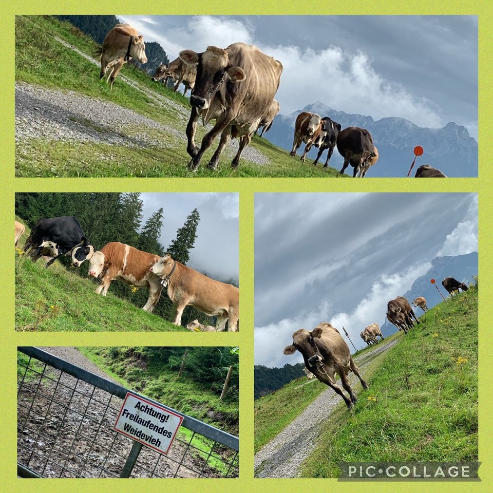 Österreich - Wängle - Die Kühe lassen keinen Zweifel daran, wer ausweichen muss! 