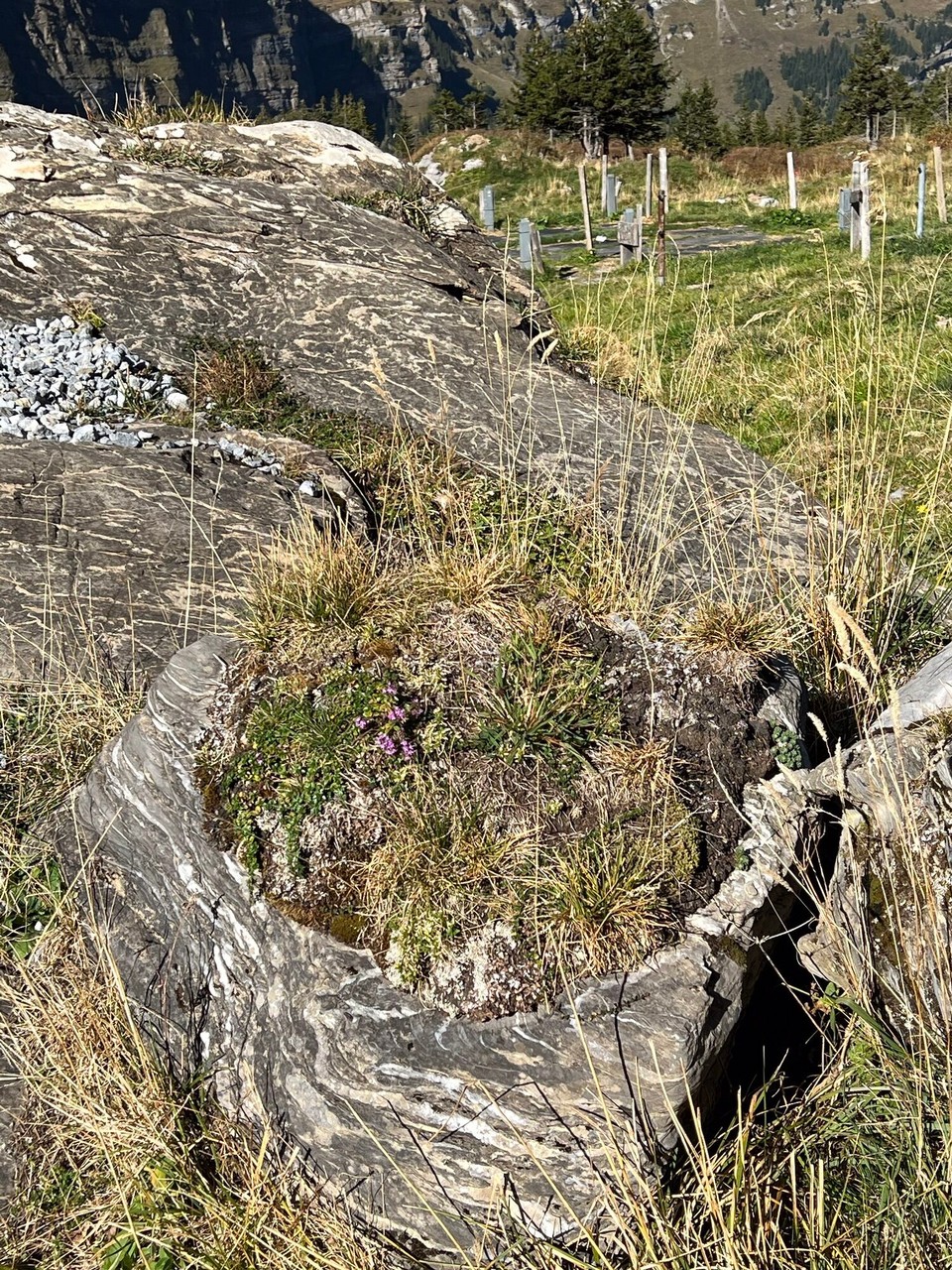 Schweiz - Urnerboden - …und sogar diese kleine unscheinbare Schönheit soll Beachtung erhalten😊