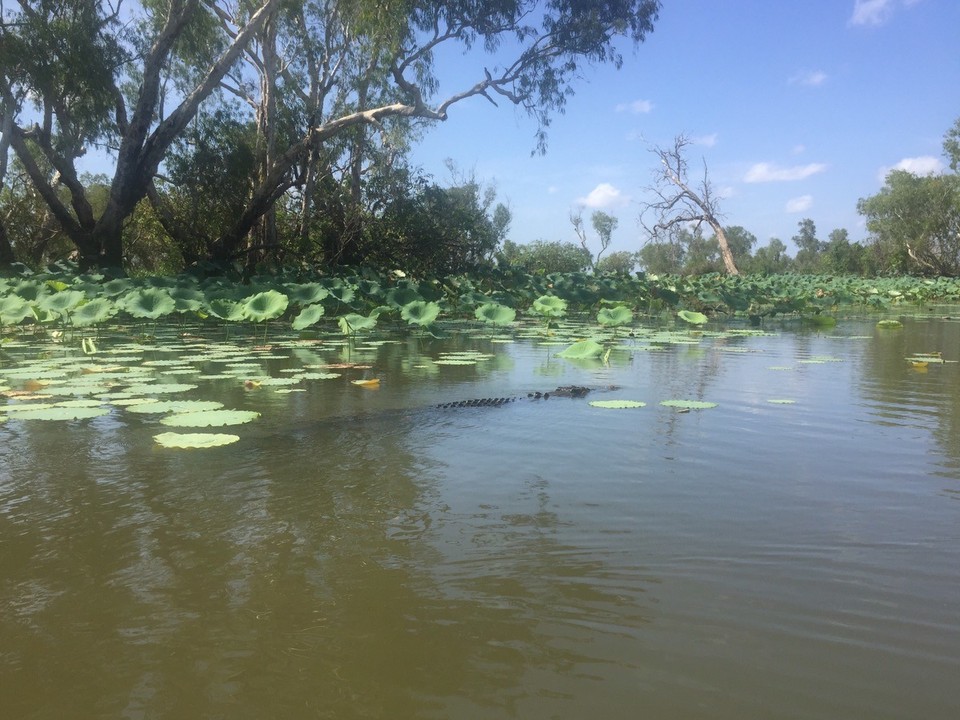  - Australia, Mary River National Park, Corraboree Billabong - Keresd a krokodilt!