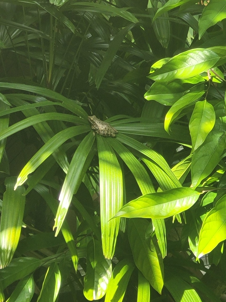 Indonesien - Ubud - 