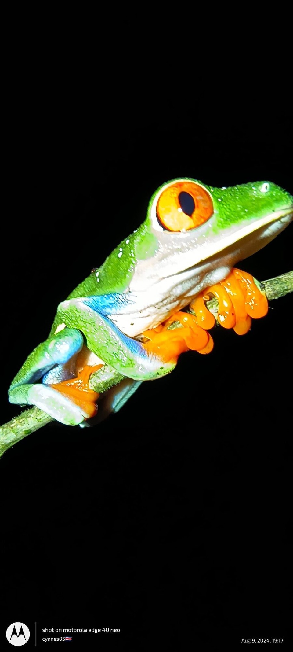 Costa Rica - La Fortuna - Aber mer hend mega schöni Tier gseh. De zum Bispiel ish zwar hüfig verbreitet da, ish aber so schüch dass mer ihn nur selte gseht