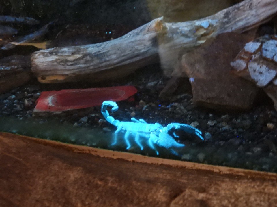 Schweiz - Zürich - Dieser Kerl ist der Asiatische Riesen-skorpion, welcher im tropischen und subtropischen Feuchtwald in Indien verbreitet ist