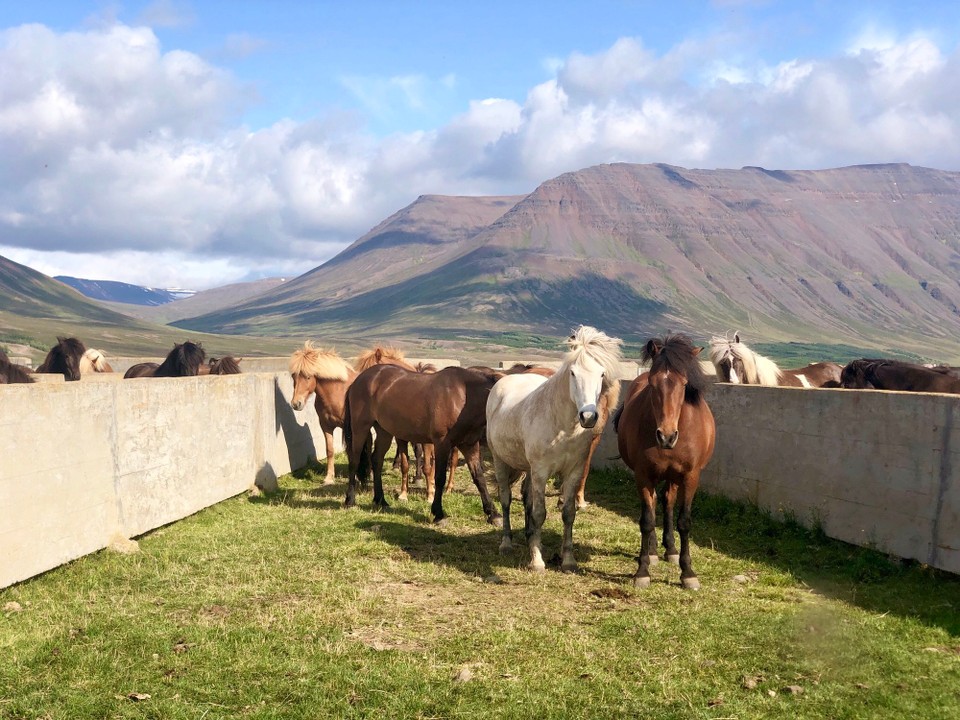 Island - Sveitarfélagið Skagafjörður - Eine Gruppe freundlich drein schauender Islandpferde.