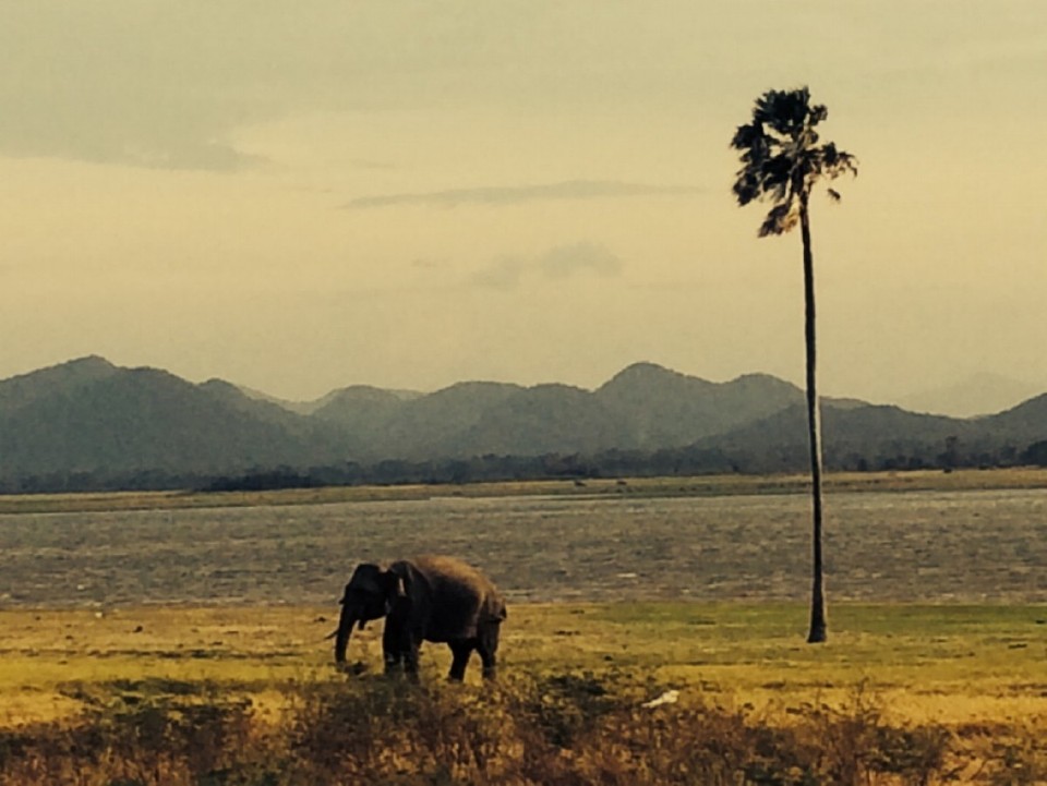 Sri Lanka - Minneriya - 