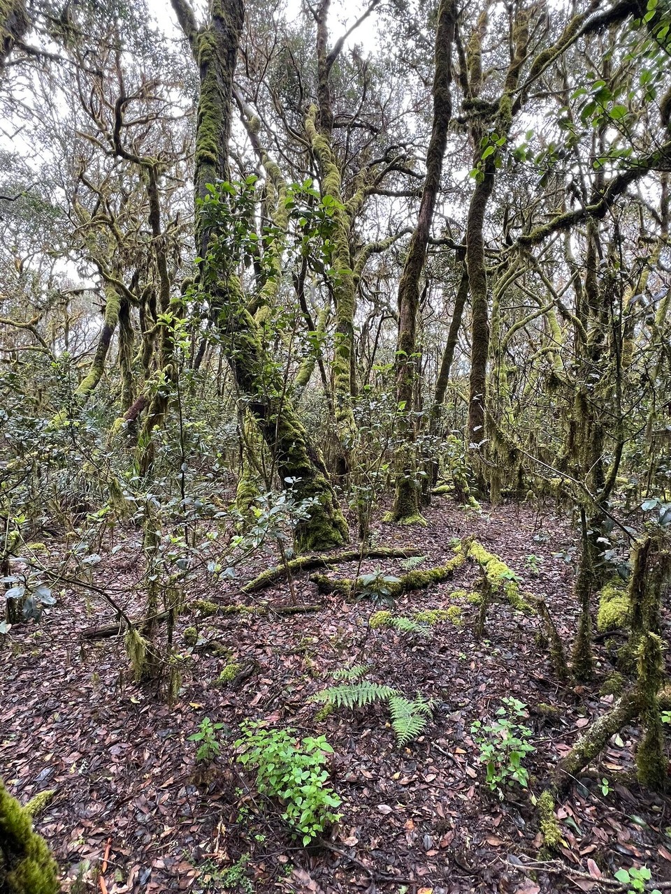 Spanien - San Sebastián de La Gomera - 