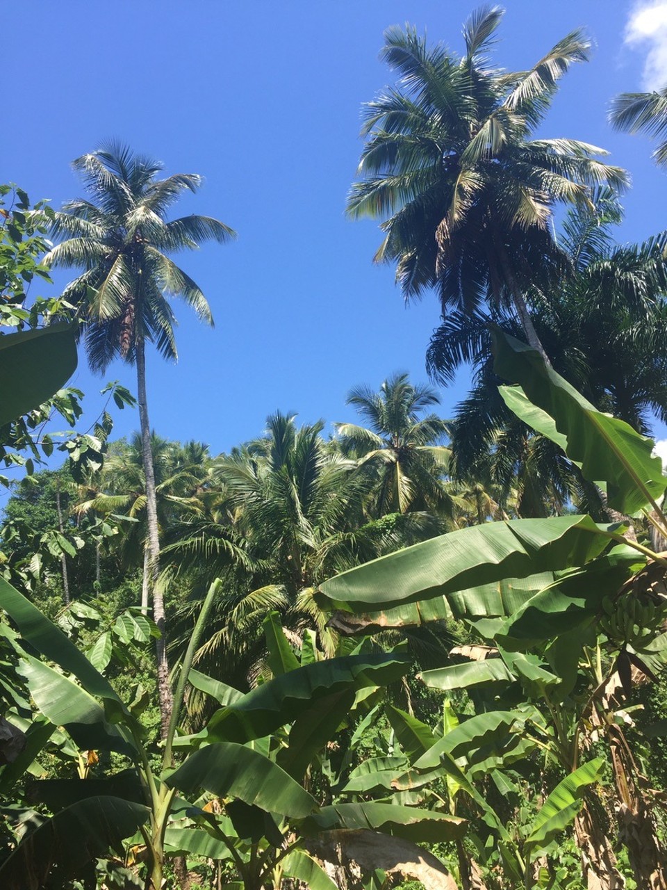  - Dominikanische Republik, Santa Barbara De Samana - 