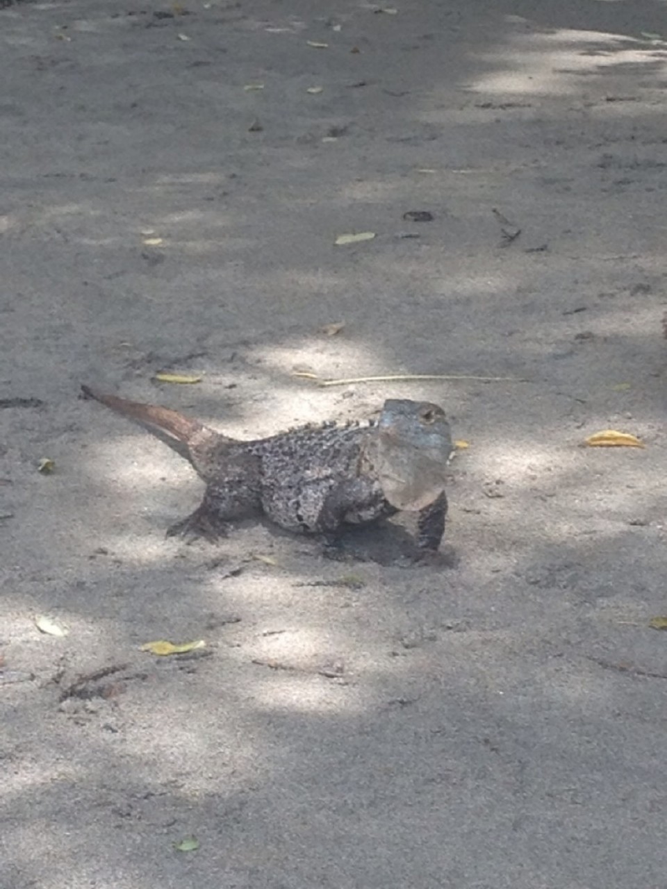 Costa Rica - Quepos - 