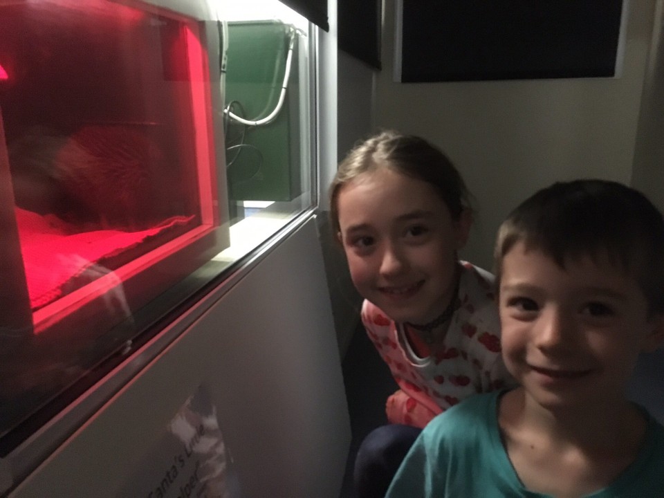 Neuseeland - Franz Josef Glacier - Wenn sie zu groß für Hermeline sind, werden sie wieder ausgewildert.
In Franz Josef hat es Kiwis aus Okarito und Haast.