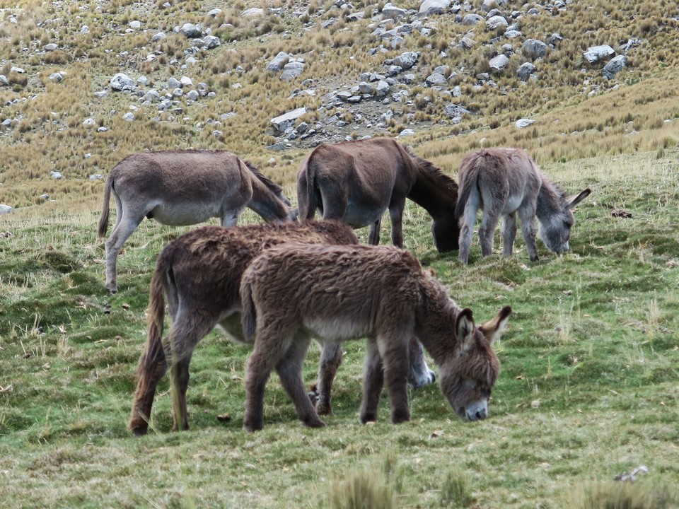 Peru - Huaraz - 