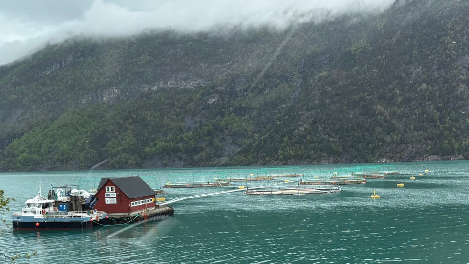 Norwegen - Hatlestrand - Fischzucht auch hier 