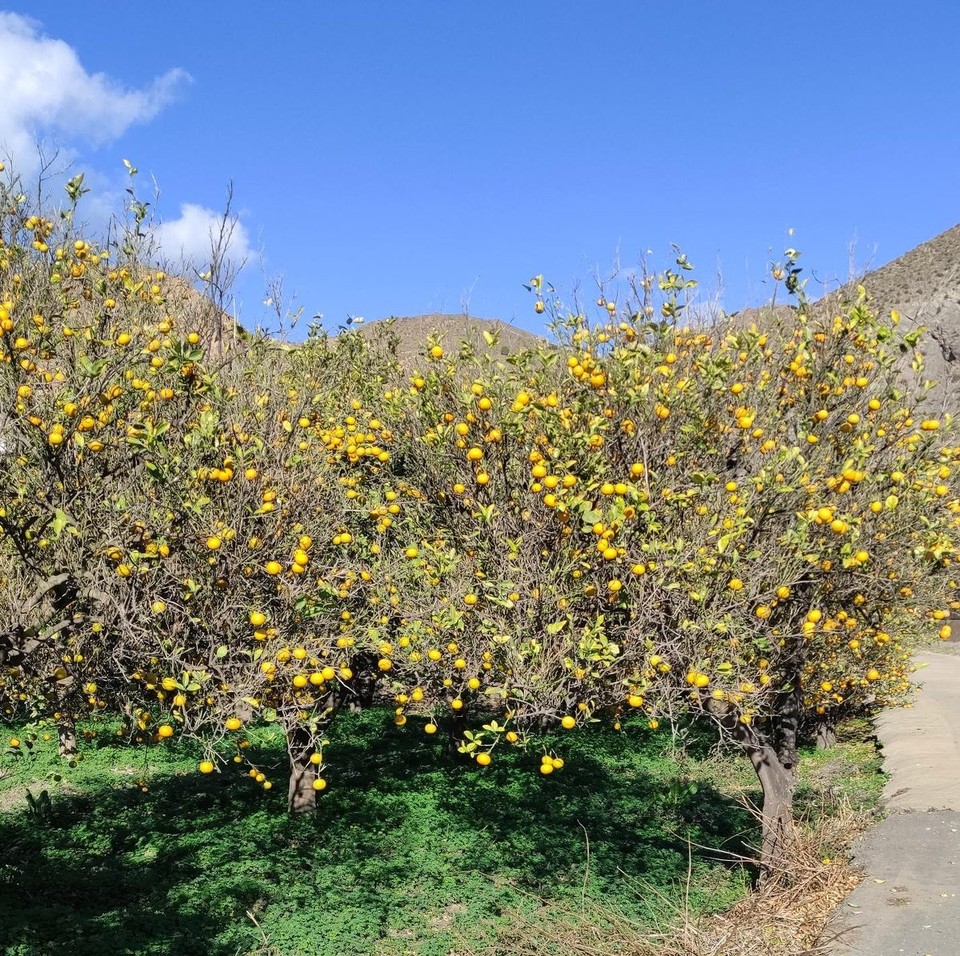 Spanien - Tabernas - Hier sind es Mandrinen-Plantagen