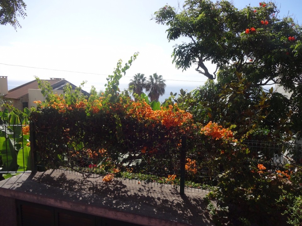  - Portugal, Funchal, Porto da Madeira - Sucht