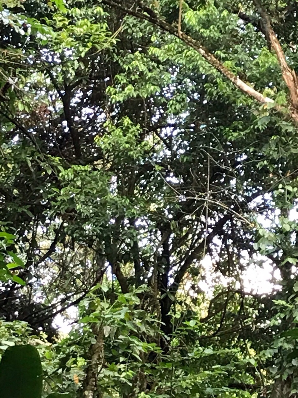 Costa Rica - Sarapiqui - 