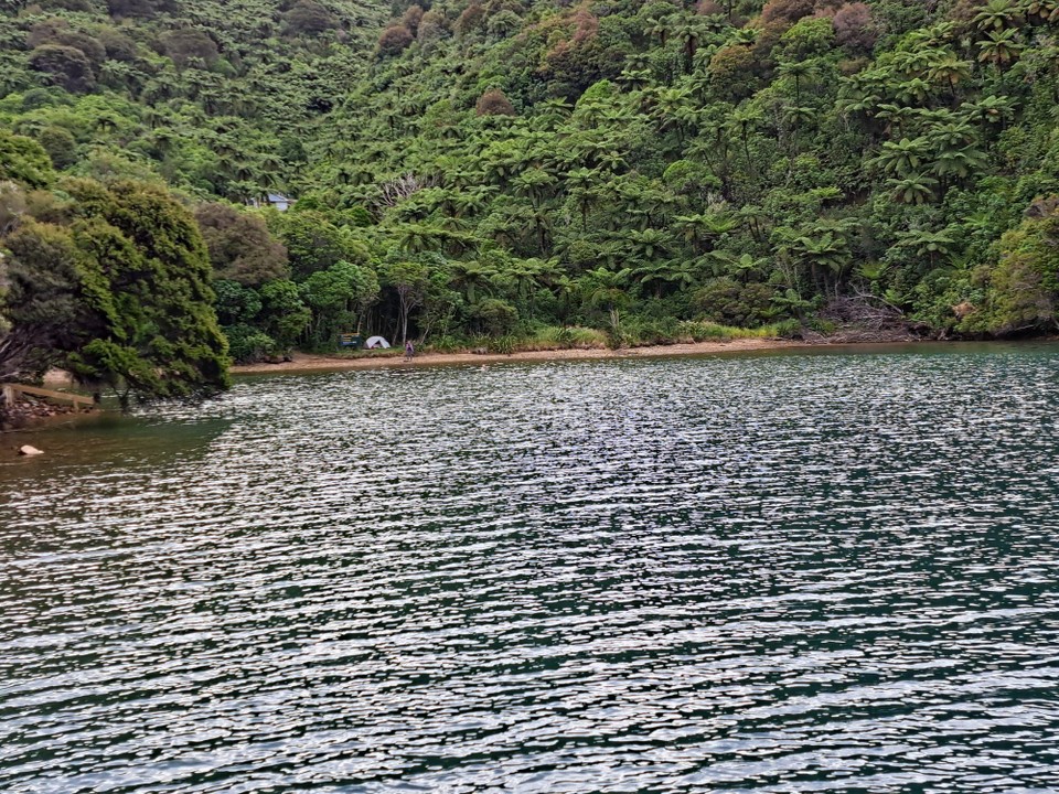 Neuseeland - Punga Cove - 