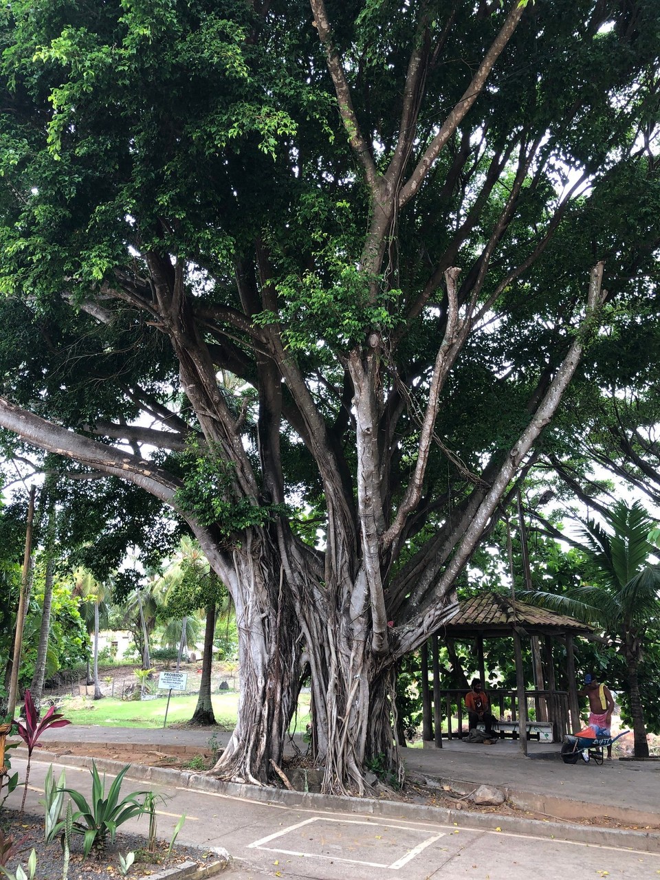 Brasilien - Mata de São João - Imbassai