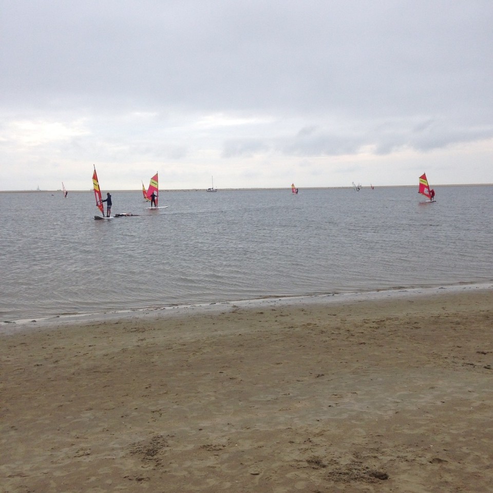 Deutschland - Borkum - In the background  are always liying  seahounds on the sandriffs. They choose this place since for several years this sands island nature has formed it.