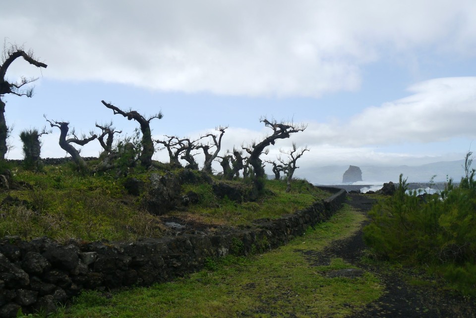 Portugal - Lajes do Pico - 