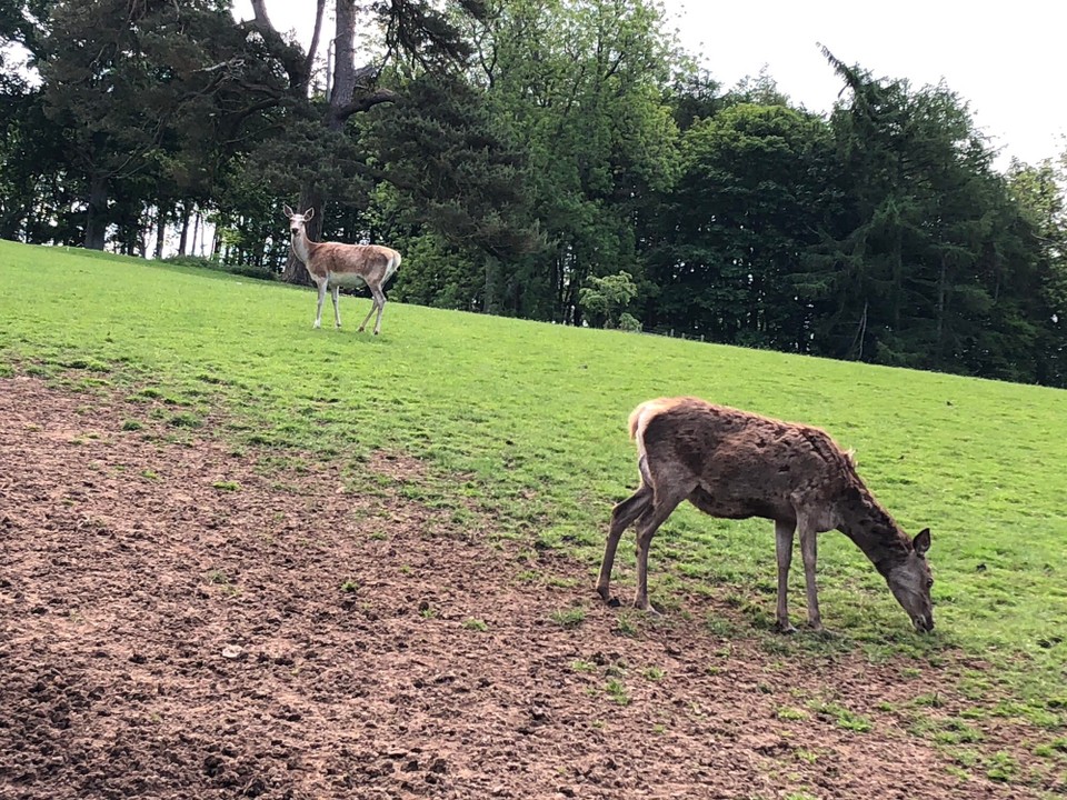 Vereinigtes Königreich - Maybole - Deer Park:
- 19 Red Deer
- 9 Fallow Deer
- 13 Llamas
- 8 Highland Coos