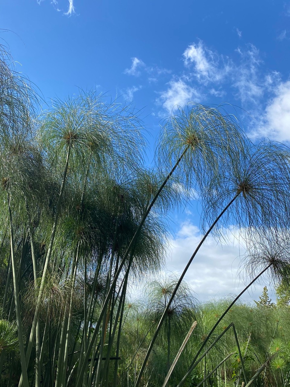 Réunion - Saint-Gilles les Bains - Papyruspflanzen