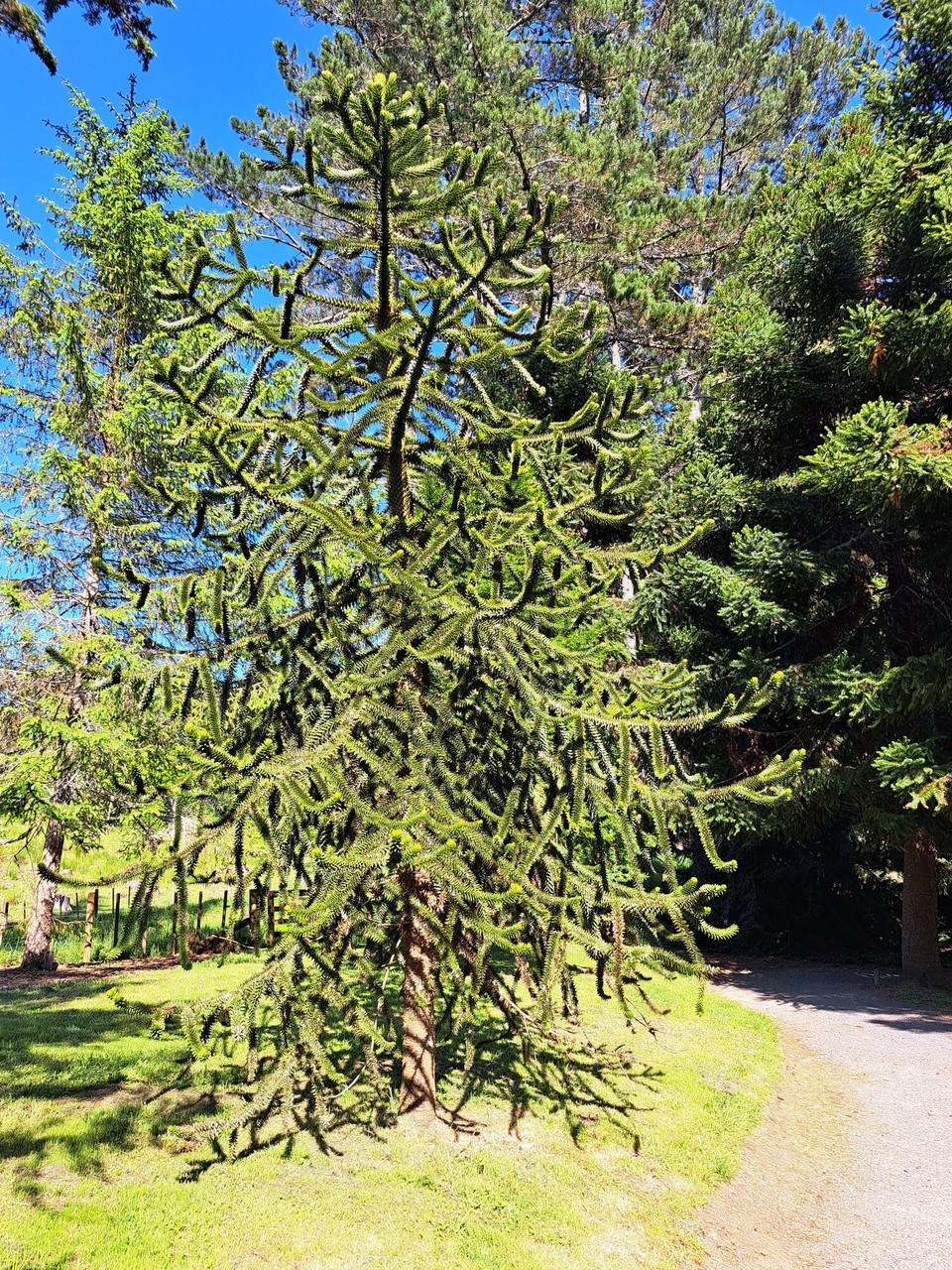 Neuseeland - Pirongia - 