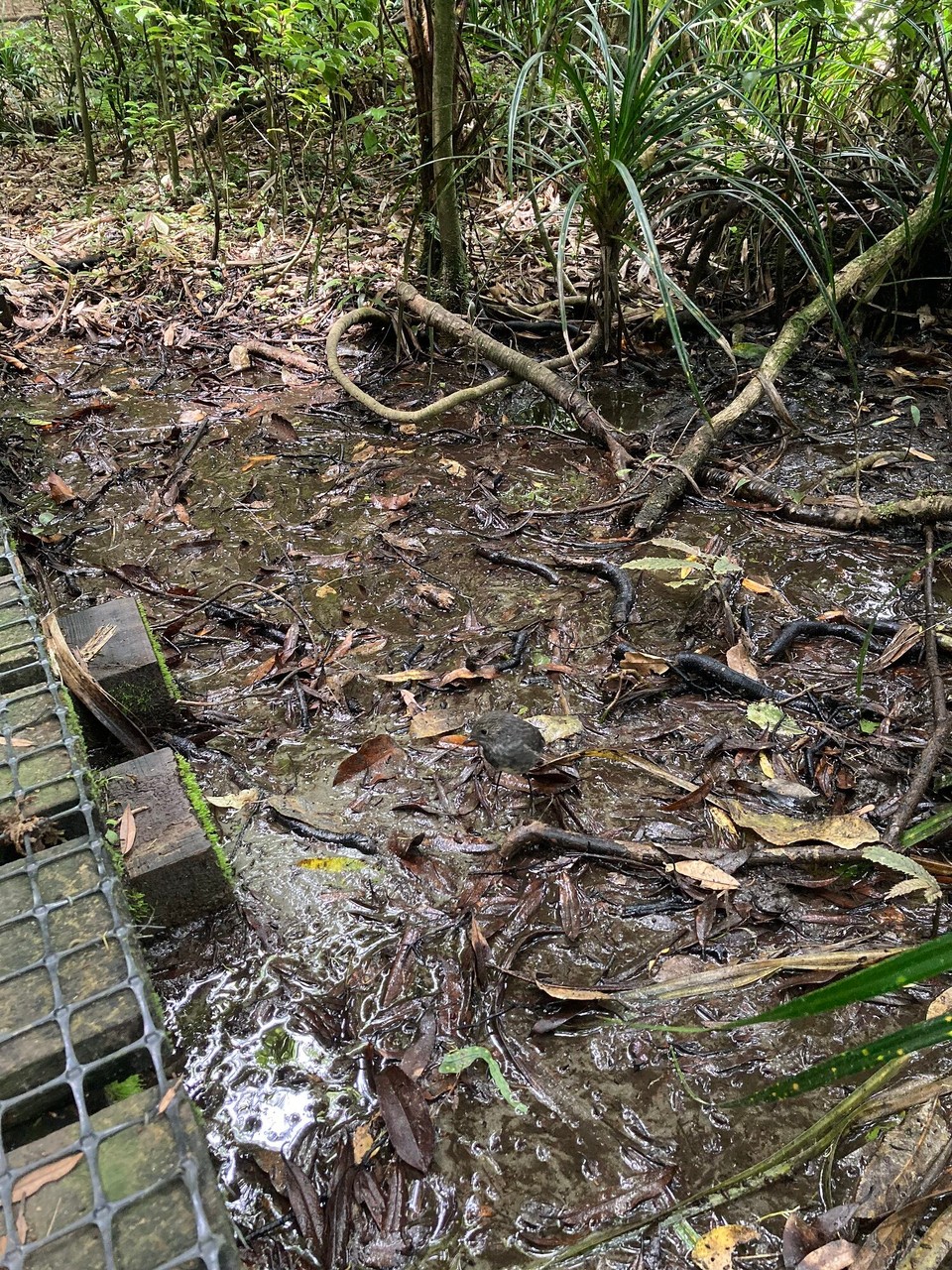 Neuseeland - Eltham - 