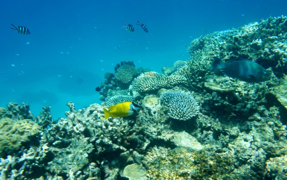 Australien - Green Island - Hier ein paar Bilder, und das sind schon die schönsten.