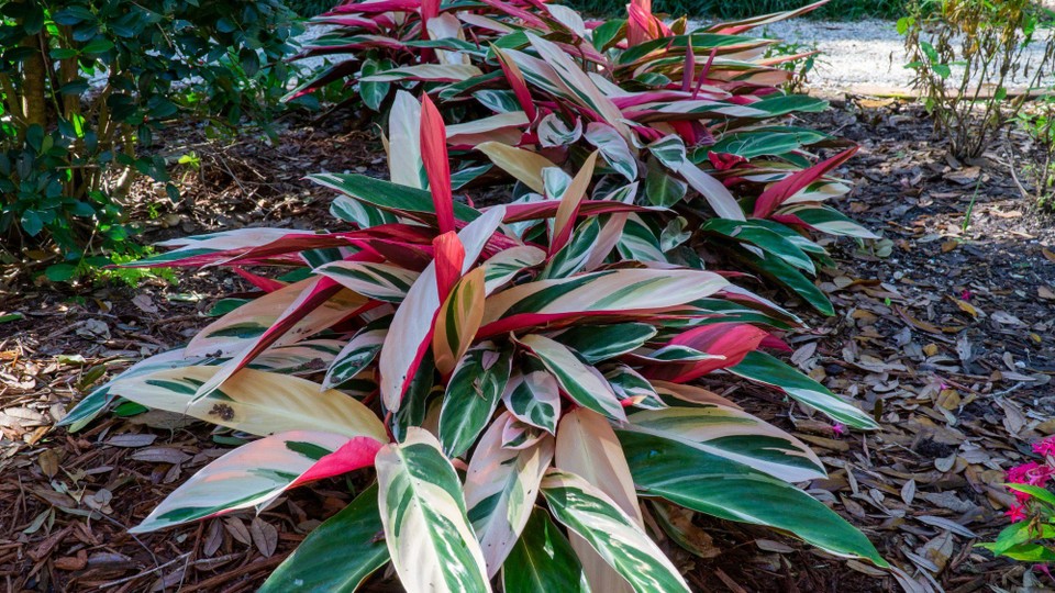 USA - Daytona Beach - 