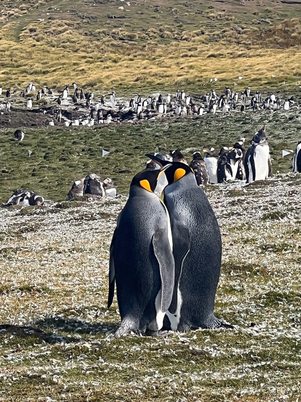 Falkland Islands (Islas Malvinas) - unbekannt - The penguin colony