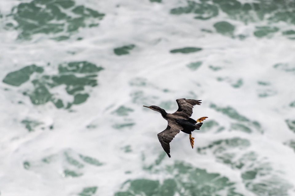 Neuseeland - Dunedin - 