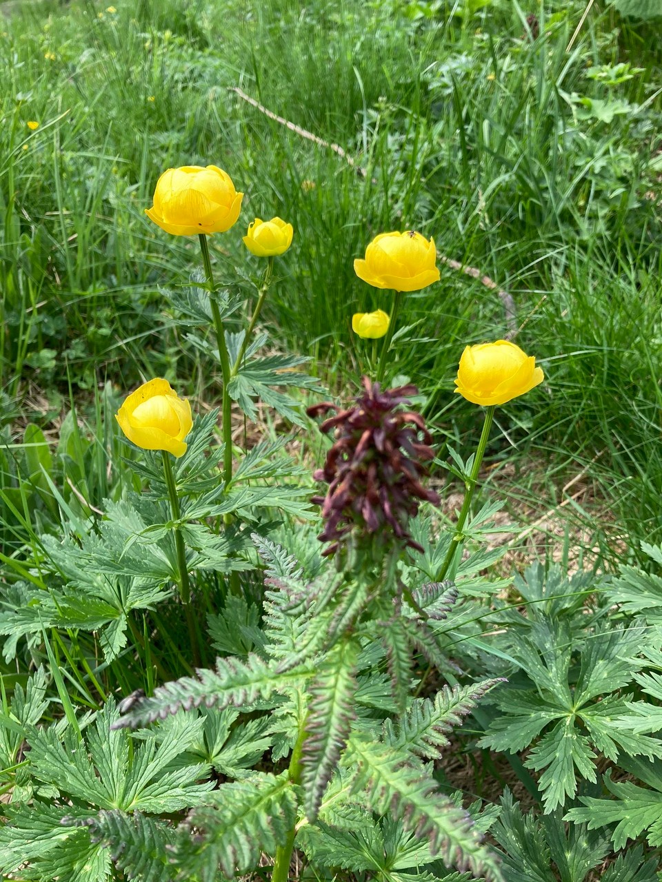 Italien - Rodeneck - Trollblumen und Läusekraut